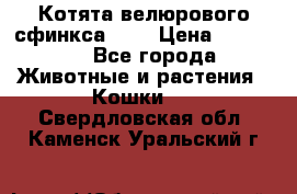 Котята велюрового сфинкса. .. › Цена ­ 15 000 - Все города Животные и растения » Кошки   . Свердловская обл.,Каменск-Уральский г.